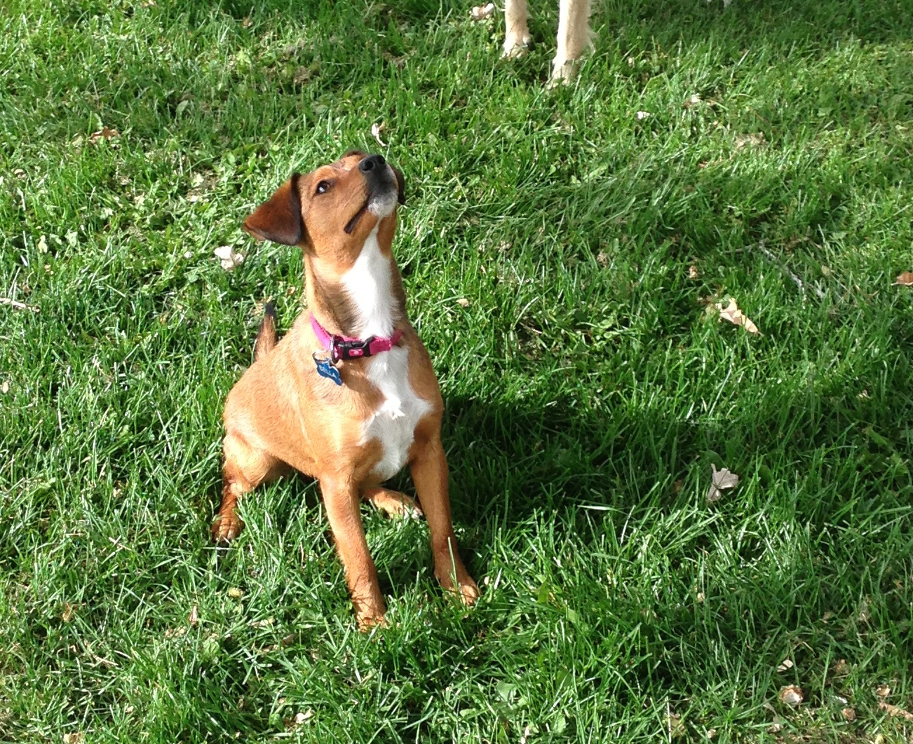 bellasquirrel