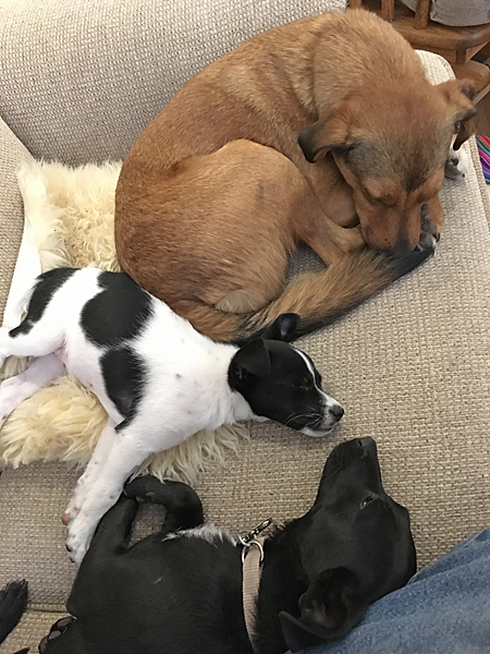 grace jappy and moxie