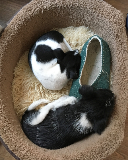 pups and slipper.jpg
