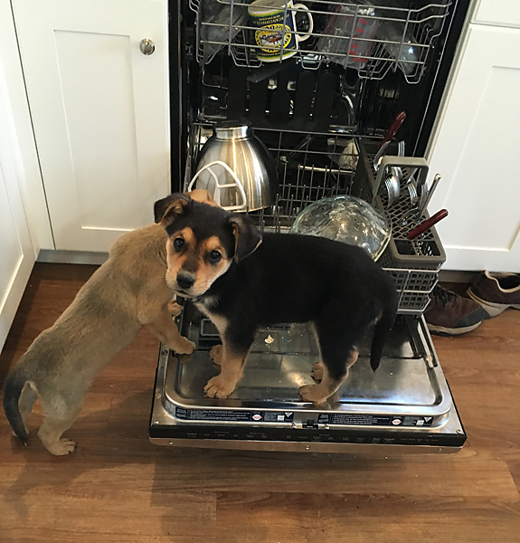 dishwasher dogs