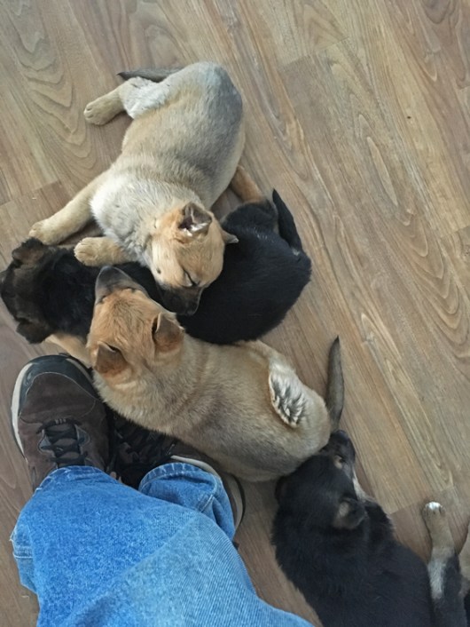 puppies at my feet